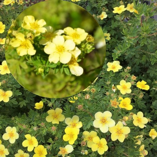 Potentilla fruticosa 'Zoë' - Harilik põõsasmaran 'Zoë' C3/3L